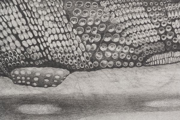 A detail image of a graphite on paper drawing titled Dwelling Above by Stephen Talasnik.